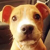 只要一个简单的抱抱，狗狗就会……