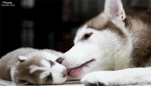 gif  好狗狗采自网络 哈士奇妈妈?正在给baby清洁
