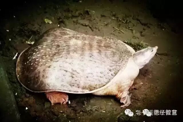 放生两只巨鳖过程实录卖鳖的老板十天之内莫名其妙平地摔了六跤