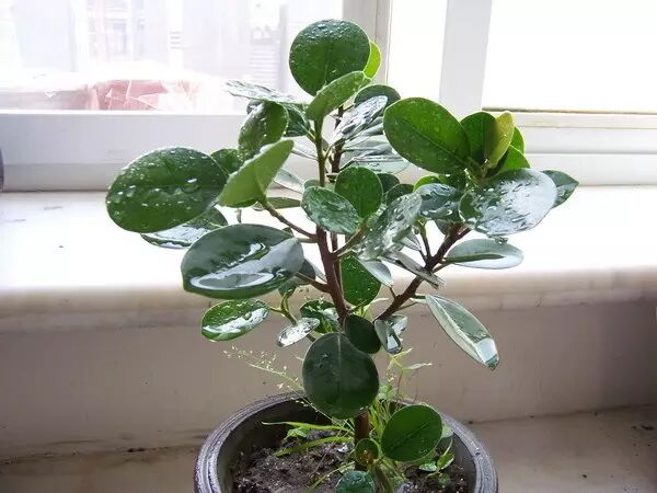 这个植树节,在家里种棵树吧