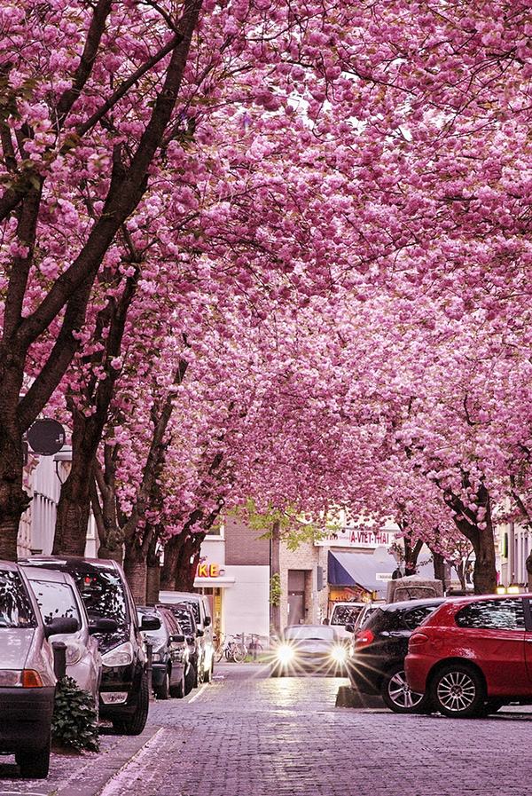 浪漫情怀我在樱花大道下等你