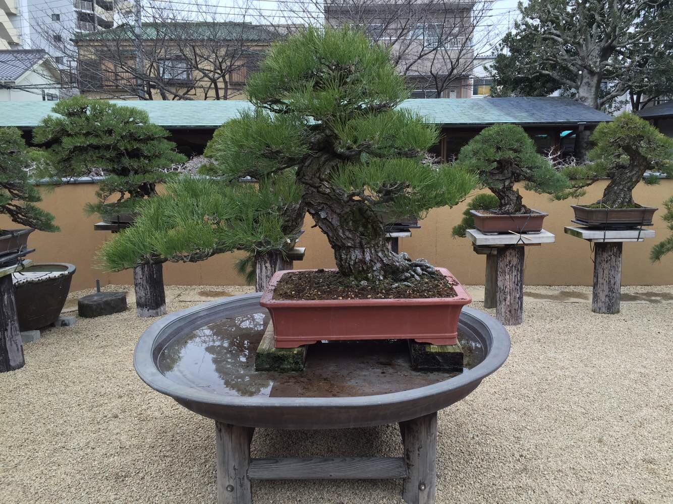 次圖片來源春花園美術館,雨竹亭,森前誠二家,及國風盆栽展的精湛盆景