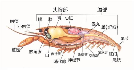 野生的小龙虾能吃吗?吃多了会重金属中毒身亡吗?