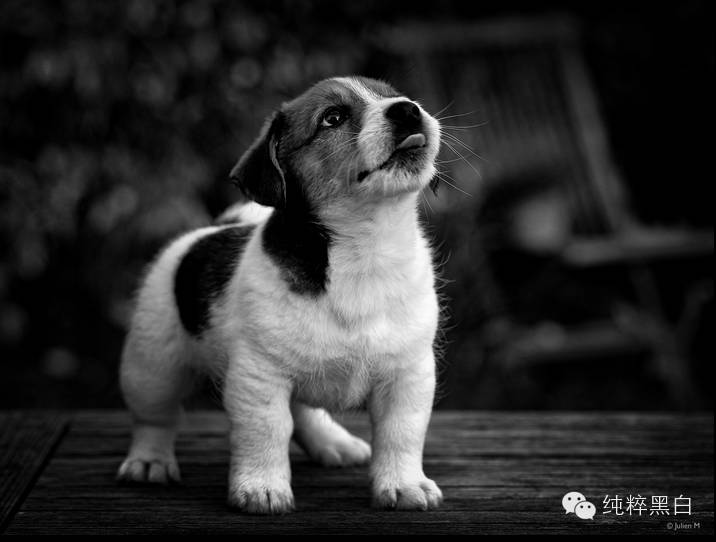 「12月第4周」标签 #纯粹黑白# 作品赏析