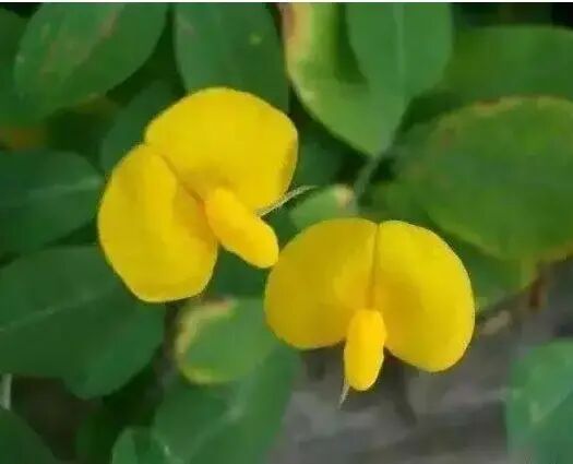 此花远观平凡 近看花朵犹如孔雀开屏 其寓意着 遍地黄金 全网搜