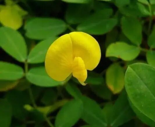 此花远观平凡 近看花朵犹如孔雀开屏 其寓意着 遍地黄金 全网搜