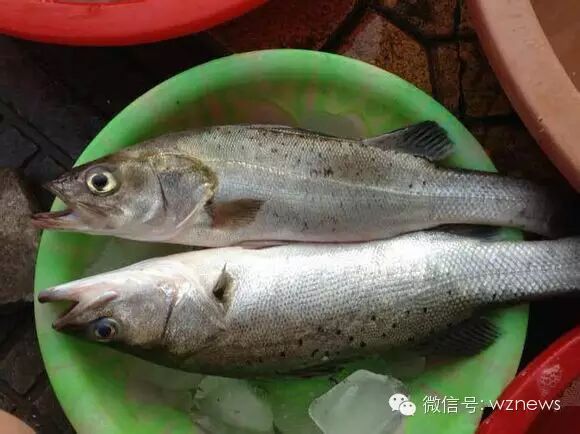 鱼海星海胆虾籽乌贼蛋桃花虾海木耳鹿角菜,角叉菜香波螺——波螺梭鱼