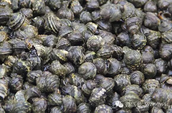 梭鱼,犬鱼海鬼,安康鱼棒鱼,针鱼黑鲪,黑头石斑鱼,鲙鱼多宝鱼海鳗,褐