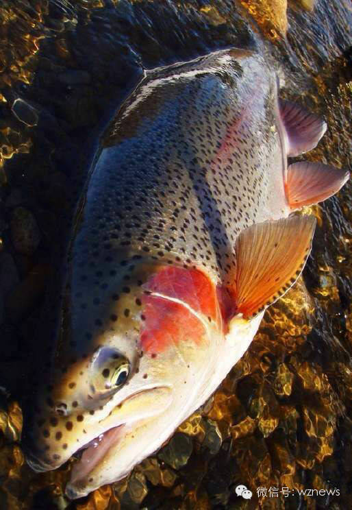鱼鲻鱼塔鱼斑尾刺虾虎鱼虎蠓,斑纹蟳鲈鱼竹蛏九节虾lawa,跳鱼蝤蠓虎