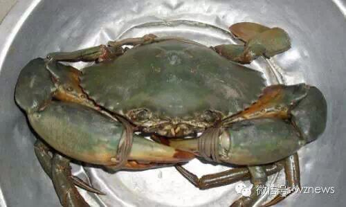 褐藻溪虾,虾皮海草,裙带菜硬壳虾,须赤虾剥皮鱼,绿鳍马面鲀大头虾