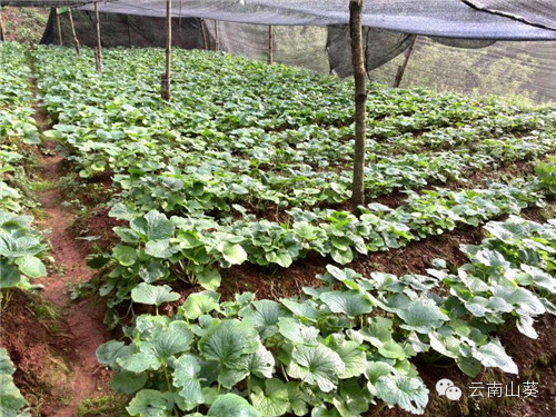 山葵在中国哪里有种植 山葵种植 日本山葵 芥末山葵