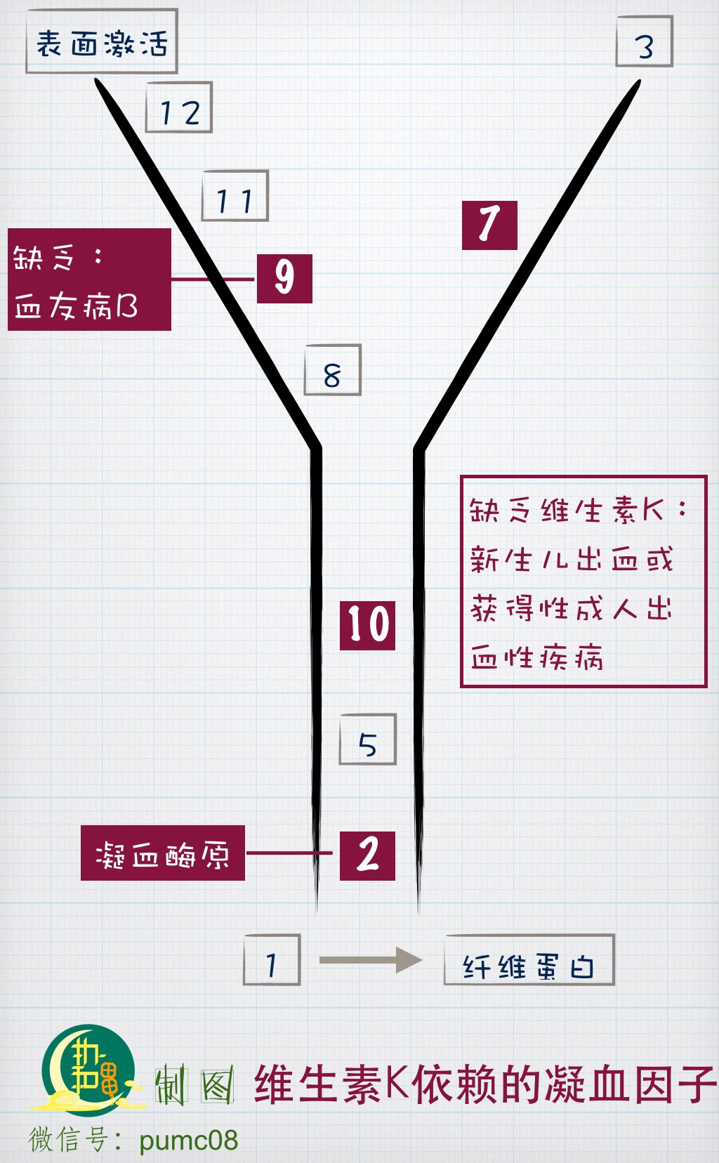 五张图教你掌握凝血因子再也不用怕记不住了