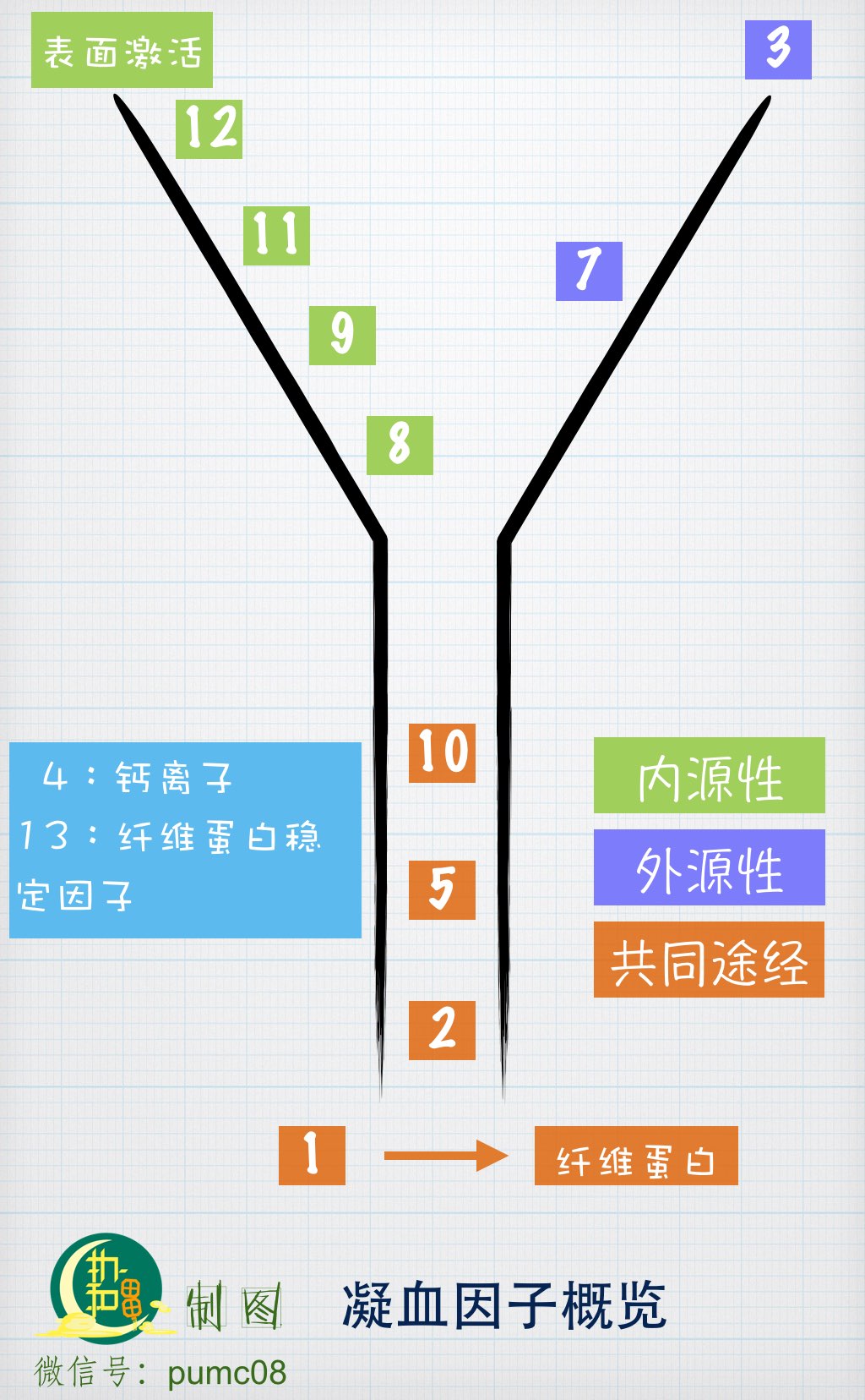 五张图教你掌握凝血因子,再也不用怕记不住了!(1)|凝血 - 分析行业新