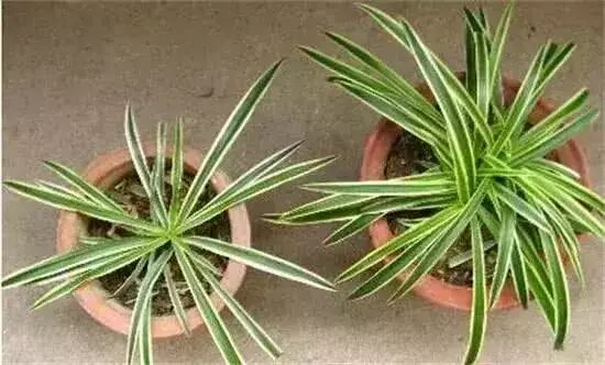 水培吊兰的养殖方法和注意事项_吊兰的养殖方法和注意事项有哪些_油画吊兰的养殖方法和注意事项