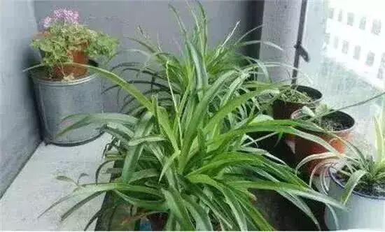 油画吊兰的养殖方法和注意事项_水培吊兰的养殖方法和注意事项_吊兰的养殖方法和注意事项有哪些