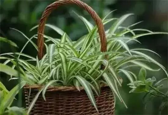 吊兰的养殖方法和注意事项有哪些_水培吊兰的养殖方法和注意事项_油画吊兰的养殖方法和注意事项