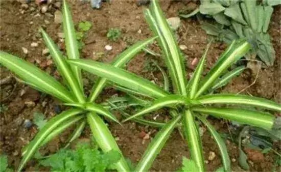 吊兰的养殖方法和注意事项有哪些_油画吊兰的养殖方法和注意事项_水培吊兰的养殖方法和注意事项