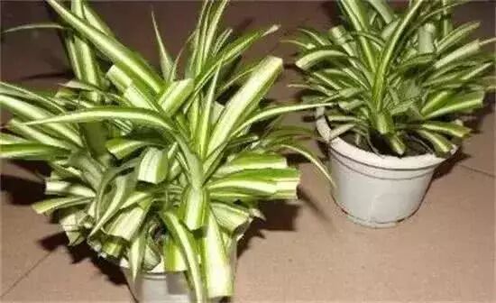 水培吊兰的养殖方法和注意事项_吊兰的养殖方法和注意事项有哪些_油画吊兰的养殖方法和注意事项