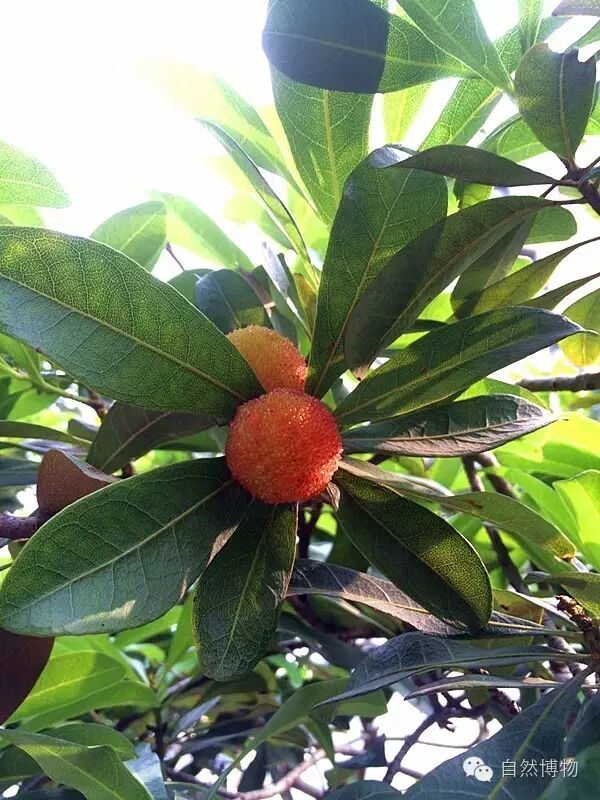 杨梅 myrica rubra (lour.) s. et zucc. 杨梅科杨梅属 6月中 桑紫摄