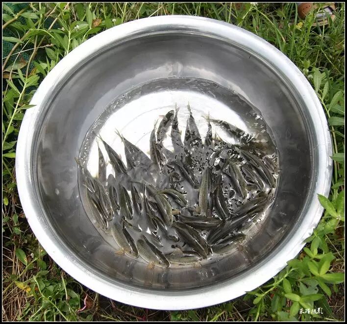 家乡的"泉水鱼"养殖已获成功!欣喜!