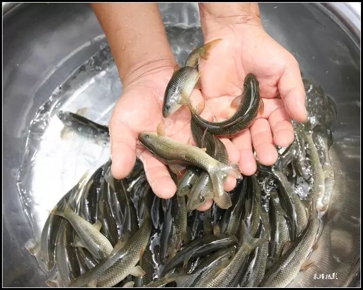 家乡的"泉水鱼"养殖已获成功!欣喜!