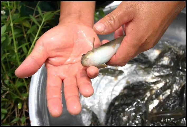 家乡的"泉水鱼"养殖已获成功!欣喜!