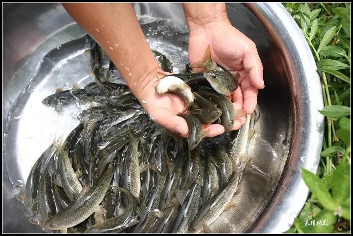 家乡的"泉水鱼"养殖已获成功!欣喜!