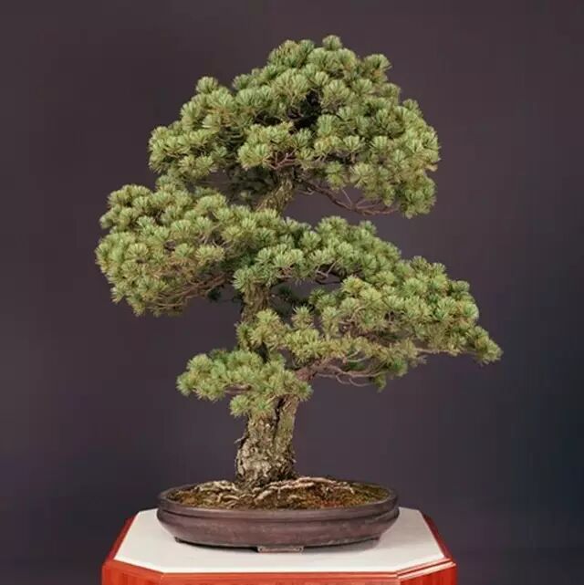 日本皇居內的精品盆景 盆景艺术联盟 微信公众号文章阅读 Wemp