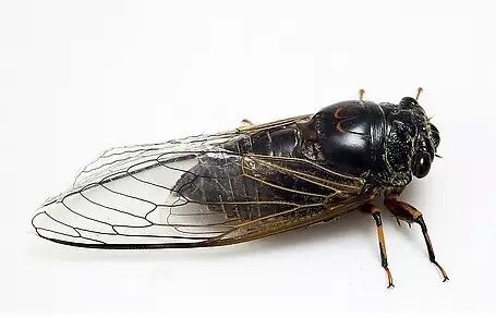 知了,学名叫"蝉"