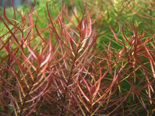 永不烦恼399 水族馆 2,直接栽种在底石之中:如韭菜,神仙草,金丝草之类