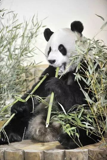 这个"双枪小熊猫"最近又火了,歪果仁竟然发现了"滚滚"的隐藏属性-资讯