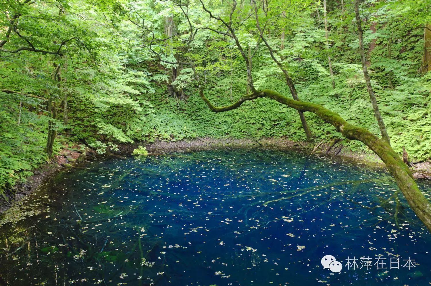 白神山地的青池【青森县】