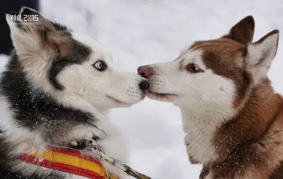 1月7日,俄罗斯新西伯利亚,两只准备参加圣诞节雪橇比赛的狗狗四目相对
