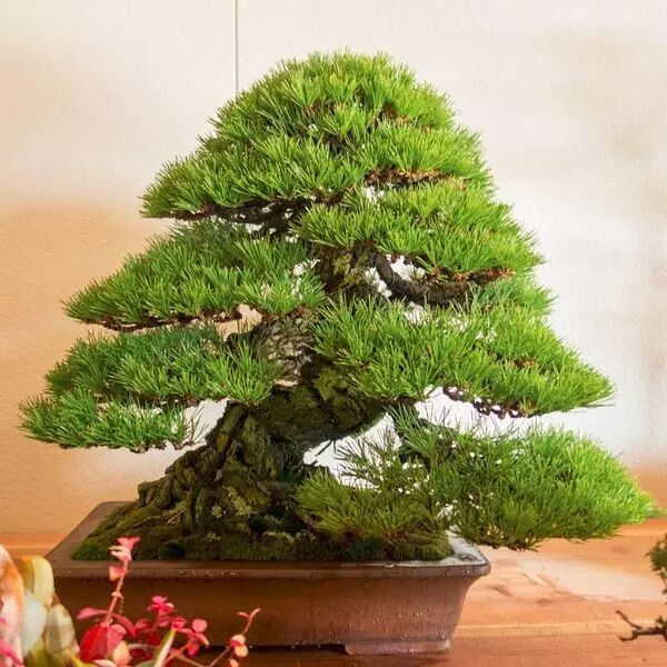 松树植于盆中,可历数代之久,可谓盆景中的长寿树种之一.