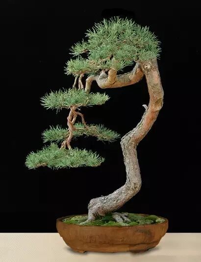 松树植于盆中,可历数代之久,可谓盆景中的长寿树种之一.