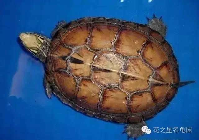 中国十大名龟种图片