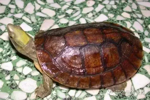 中国龟类品种大全图片图片