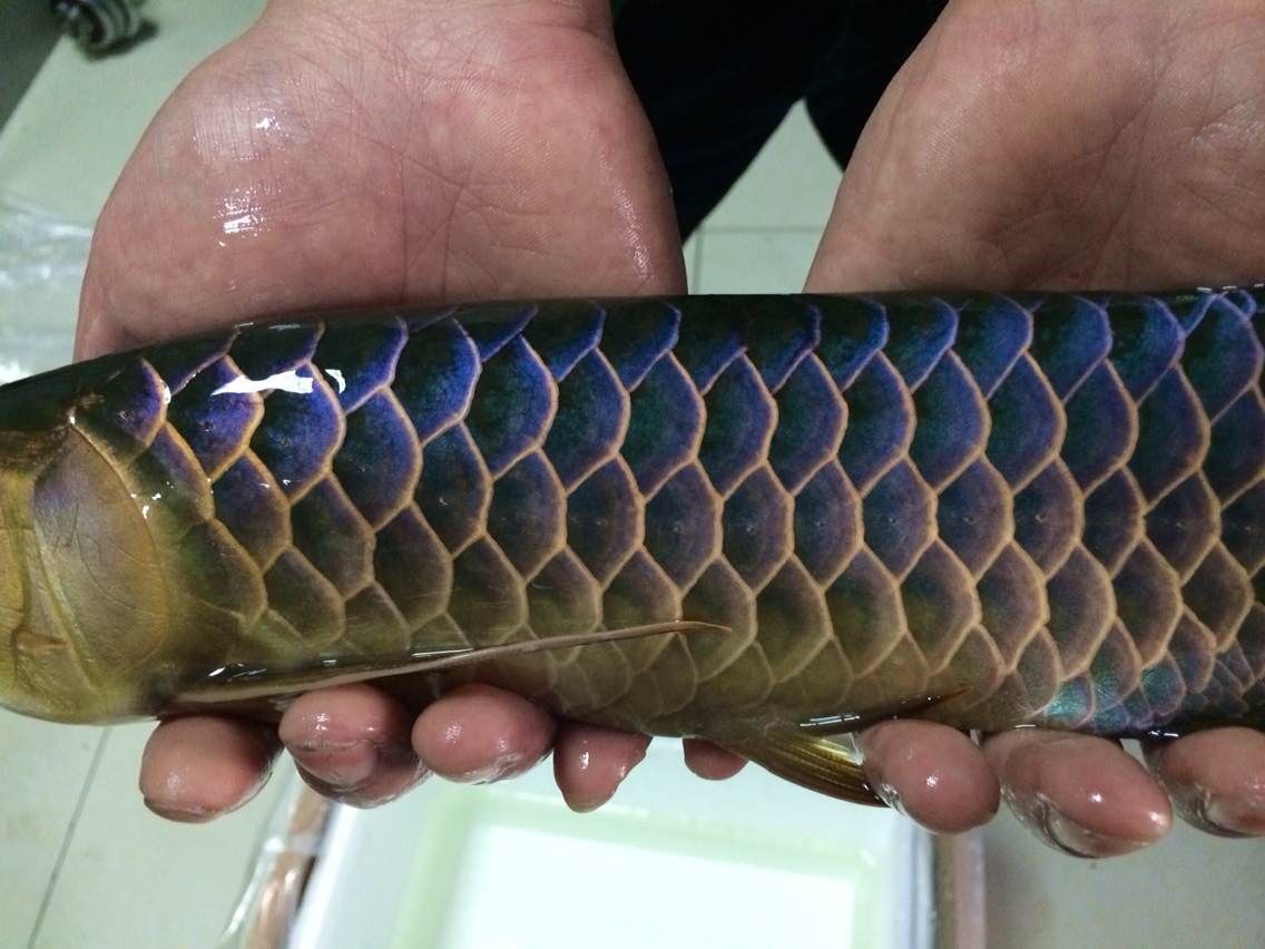 两尾藏品-李亚四古典过背金龙 - 新加坡金龙鱼繁殖场(李亚四渔场)