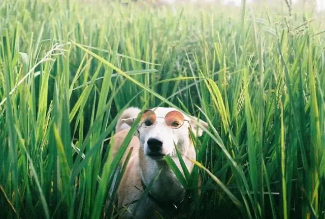 世界上最快樂的流浪狗，它戰勝癌症後，用微笑治愈全世界 寵物 第32張