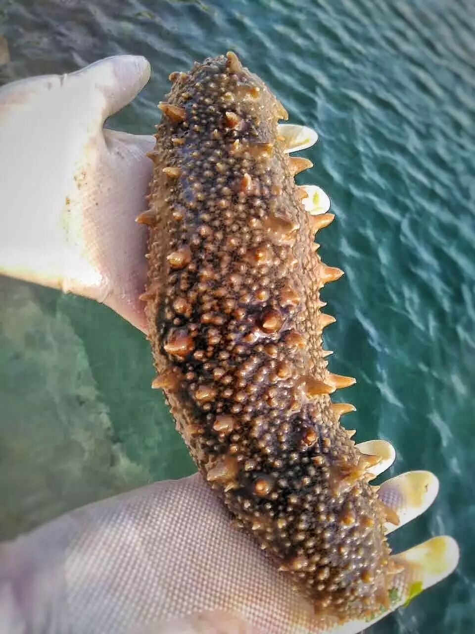 (某天父亲拍摄的母亲捧着一只个头巨大的海参)