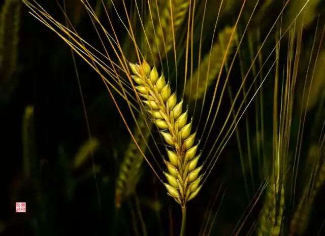 许慎先生《说文解字》:"秒,禾芒也.从禾,少声.