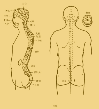 可以調節五臟六腑的平衡,並且可以有效改善脊柱彎曲,頸椎,腰椎的問題