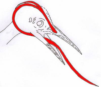 【5/13更新】一天能怼上万次，啄木鸟啄木头时不会脑震荡吗？的图9