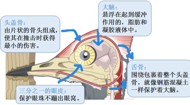 【5/13更新】一天能怼上万次，啄木鸟啄木头时不会脑震荡吗？的图8