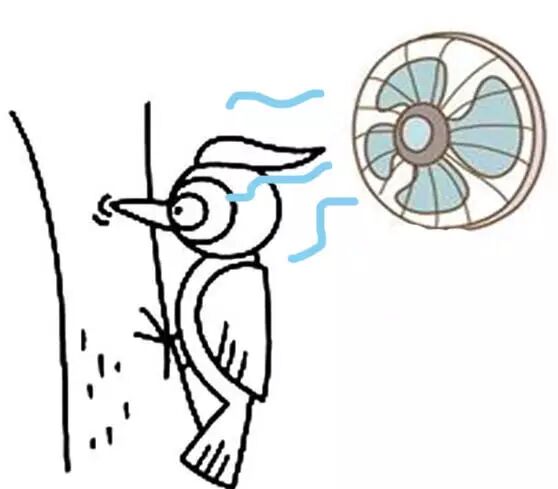 【5/13更新】一天能怼上万次，啄木鸟啄木头时不会脑震荡吗？的图14