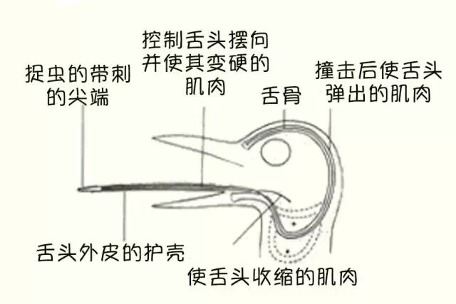 【5/13更新】一天能怼上万次，啄木鸟啄木头时不会脑震荡吗？的图10