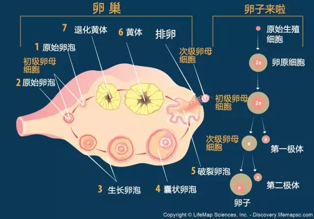 卵子出了卵巢,從子宮的後門——輸卵管傘端,沿著輸卵管款款走出,精子