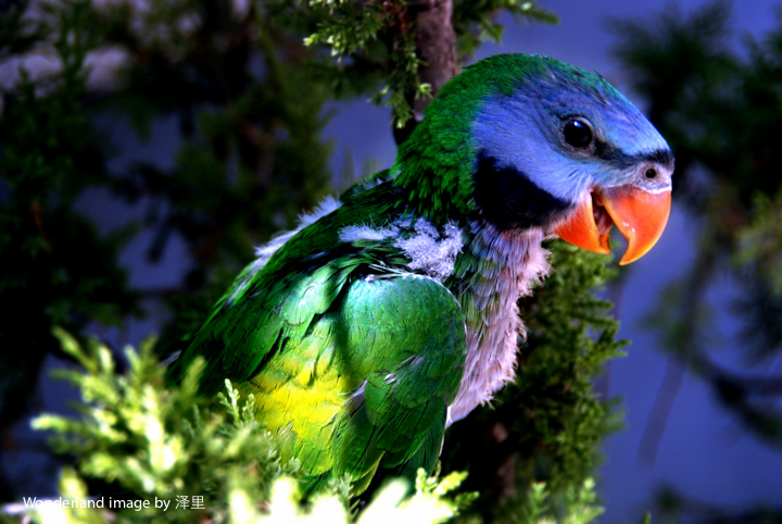 图12 丹巴鹦鹉,国家二级保护动物图13 丹巴中路东坡藏家掩映在梨花