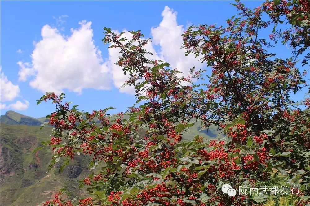 新闻媒体记者,花椒经销商观摩武都马街下南山万亩花椒基地