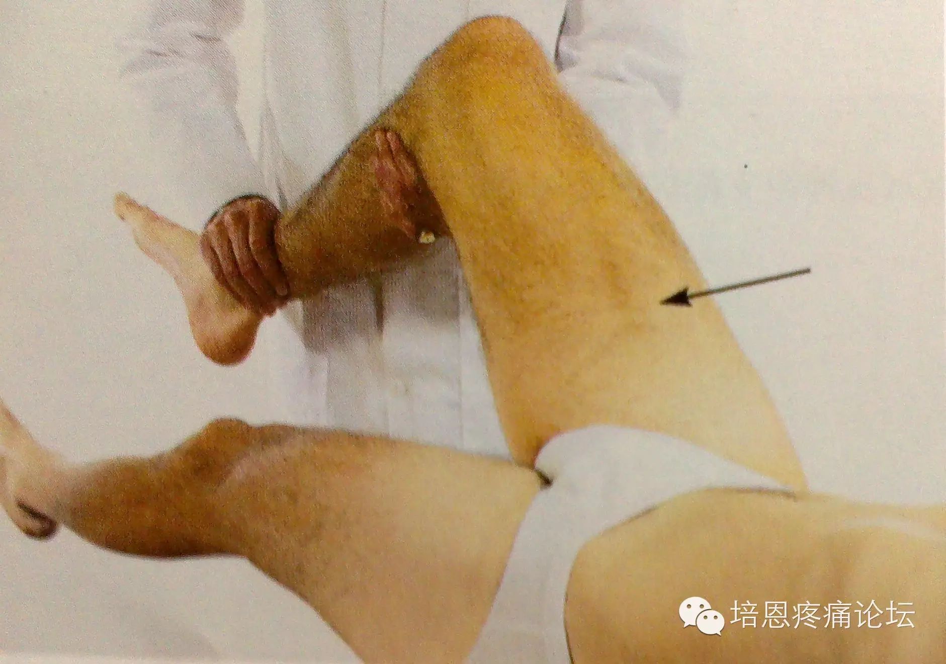 12,内收肌(闭孔神经;l2,l3,l4) 患者平躺,膝关节伸直,对抗阻力内收